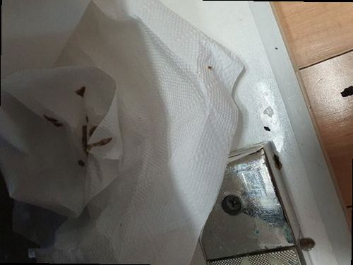 강북구 번1동 하수구막힘 배수구 주변의 물 고임과 악취 발생 여부를 확인하는 모습